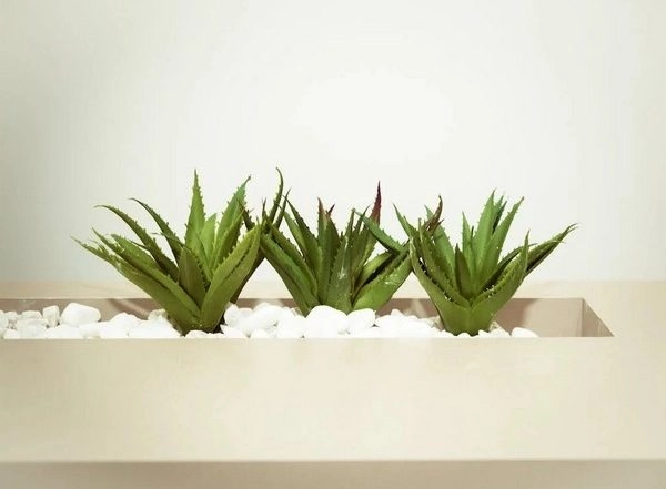 Science News | Study Finds Secrets of Plant Regeneration