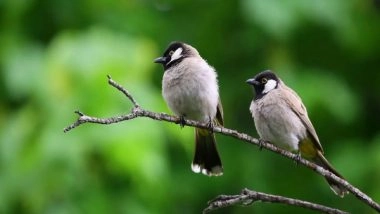 Science News | Beak Shape Determines Nest Material Selected by Birds: Study