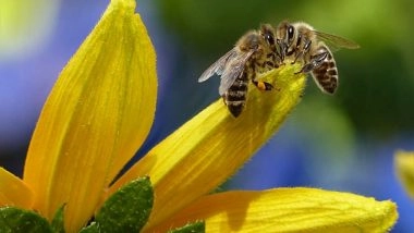 Science News | Bees Make Decisions Better, Faster for Things That Matter to Them: Research