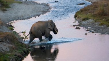 India News | 'Gajah Kotha' Campaign Engages over 1,200 People to Mitigate Human-elephant Conflict in Assam