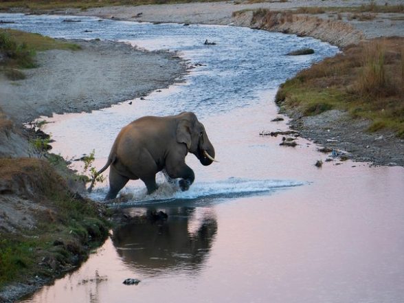 India News | 'Gajah Kotha' Campaign Engages over 1,200 People to Mitigate Human-elephant Conflict in Assam - Vimarsana News