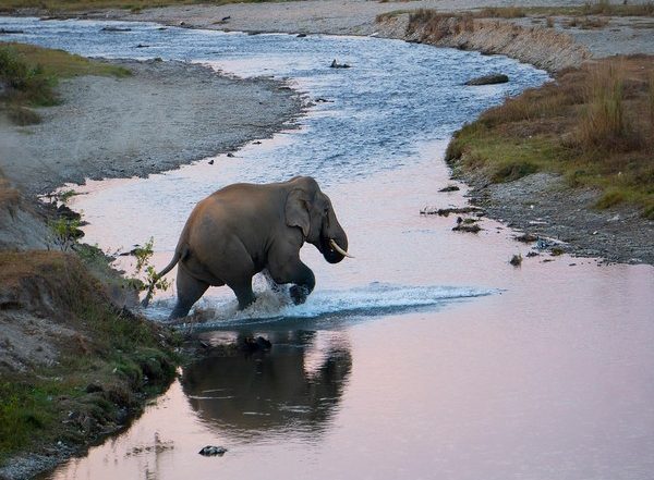 India News | 'Gajah Kotha' Campaign Engages over 1,200 People to Mitigate Human-elephant Conflict in Assam