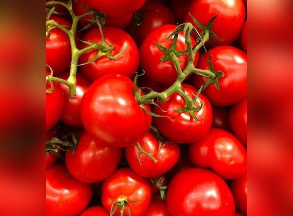 India News | Farmers in J-K's Udhampur Village Cheer as 'Red Gold' Tomato Prices Surge to Historic High