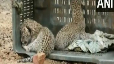 Haryana: Two Leopard Cubs Rescued by Wildlife Department in Nuh (Watch Video)