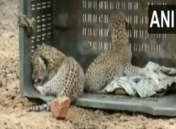 Haryana: Two Leopard Cubs Rescued by Wildlife Department in Nuh (Watch Video)