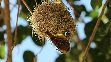 Science News | Study Finds That Man-made Materials in Nests Can Bring Risks for Birds