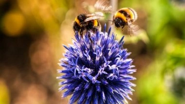 Science News | Study Sheds Light on Connection of Warmer Springs, Bees Waking Up Earlier