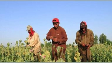 World News |    As Drought Grips Afghanistan's Bamyan, Farmers Complain of Lack of Fodder 