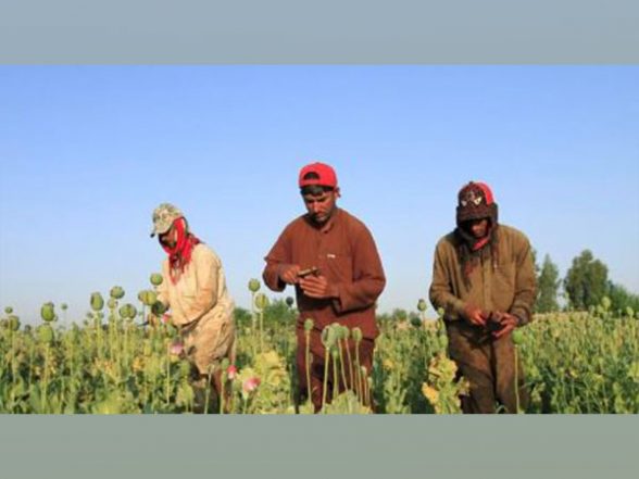 World News | As Drought Grips Afghanistan's Bamyan, Farmers Complain of Lack of Fodder - Vimarsana News