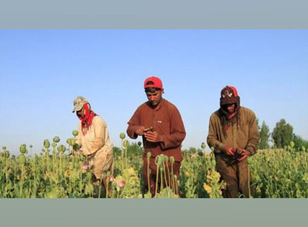 World News |    As Drought Grips Afghanistan's Bamyan, Farmers Complain of Lack of Fodder 