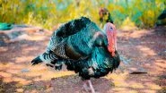 Science News | Climate Change May Not Affect the Timing of Turkey Nesting, Finds Study
