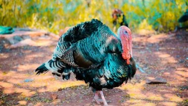 Science News | Climate Change May Not Affect the Timing of Turkey Nesting, Finds Study