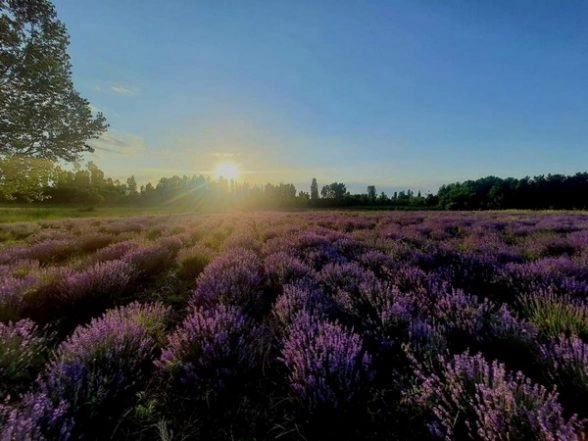 Gulmarg Blossomed With Wildflower Lupine (Pics)