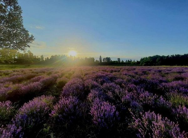 Jammu and Kashmir: Wildflower Lupine Blooms Become New Tourist Attraction in Gulmarg (See Pics)