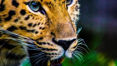 Science News | Genetic, Isotopic Analysis Provides Approach for Wildlife Conservation Purposes: Study