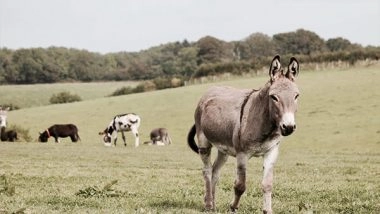 Science News | Impacts of Climate Change on Animals Will Be Multi-faceted: Study