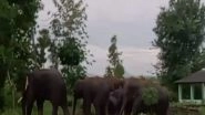 India News | Andhra Pradesh: Villagers Panic as Herd of Elephants Wanders in Rangappavalasa&nbsp;