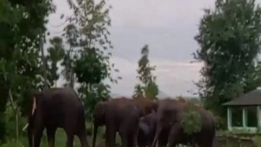 India News | Andhra Pradesh: Villagers Panic as Herd of Elephants Wanders in Rangappavalasa 