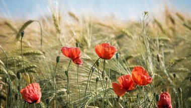 World News | Punjab of Romantics: Raw, Timeless Beauty of Love and Longing