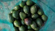 World News | Bhutan: Farmers of Gomdar Gewog Turn to Avocado Cultivation as Alternative Source of Income