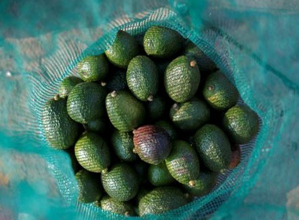 World News | Bhutan: Farmers of Gomdar Gewog Turn to Avocado Cultivation as Alternative Source of Income