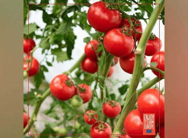 Business News | Tomayto, Tomahto: The Perfect Match for Every Occasion