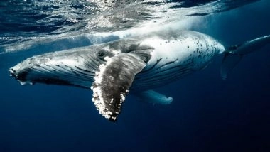 World News | Over 50 Whales Die in Mass Stranding Event in Western Australia