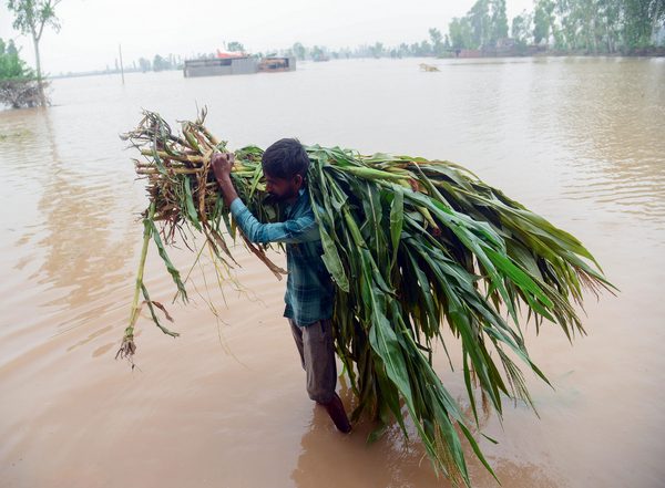 World News | With Rain and Heavy Floods, Farmers' Struggle with Crop Loss Continue in Punjab