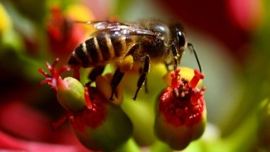 India News | &nbsp;400 Bee-boxes Distributed to Women Beekeepers on Kargil Vijay Diwas in Arunachal&nbsp;