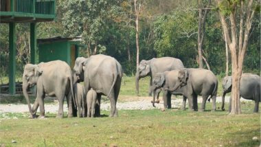 India News | Rapid Response Units Formed for Mitigating Human-elephant Conflict in Assam