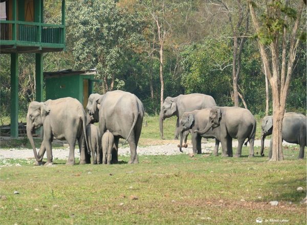 India News | Rapid Response Units Formed for Mitigating Human-elephant Conflict in Assam