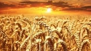 World News | Pakistan&rsquo;s Agriculture Sector May Face Crisis as Country Struggles to Meet Demand for Urea Fertilizer