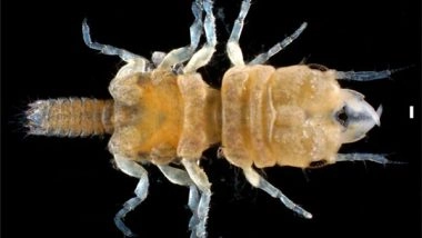 Science News | Study Discovers New Isopod Species That Feeds on Fish