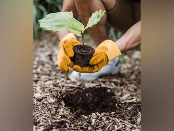 Science News  Research Enhances Understanding of How Microorganisms Aid Plant Development  LatestLY