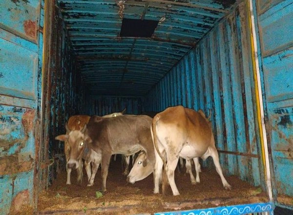 India News | Meghalaya: BSF Rescues 88 Head of Cattle on International Border in East Khasi Hills