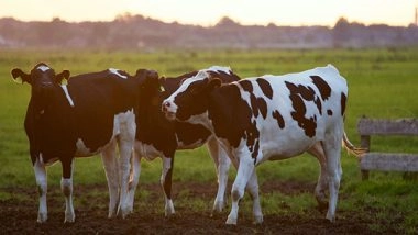 Science News | Most Milk Alternatives Lack nutritional Benefits of Cow's Milk: Study