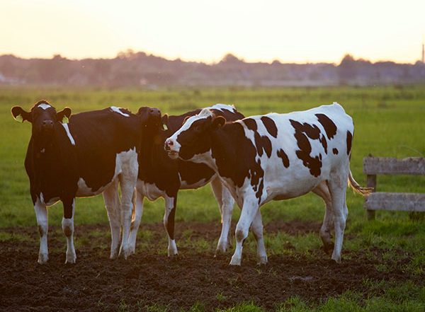 Science News | Most Milk Alternatives Lack nutritional Benefits of Cow's Milk: Study