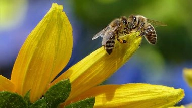 Science News | Bees Probably Originated from Ancient Supercontinent Earlier Than Suspected: Study