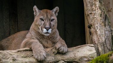 Cougar Attack in US: Minor Child Injured After Being Attacked by Mountain Lion in Washington's Olympic National Park