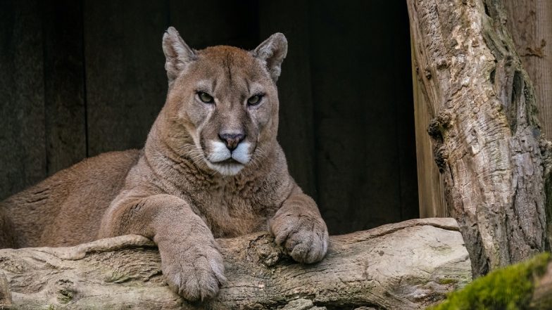 Cougar Attack Video: British Columbia Woman Fights Off Big Cat To Rescue Baby Goat, Kicks Animal Before Scaring It Away