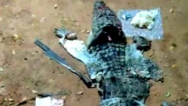 Crocodile Meat for Sale in Telangana: Forest Officials Arrest Man in Mulugu for Killing Alligator and Selling Its Meat