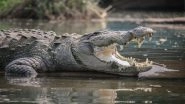 Crocodile in Uttar Pradesh: Seven-Feet-Long Crocodile Creates Panic in Firozabad, Rescued by Forest Department