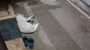 Heartbreaking Visuals: Pet Dog Waits Near Owner’s Footwear After She Commits Suicide by Jumping Into Godavari River in Andhra Pradesh