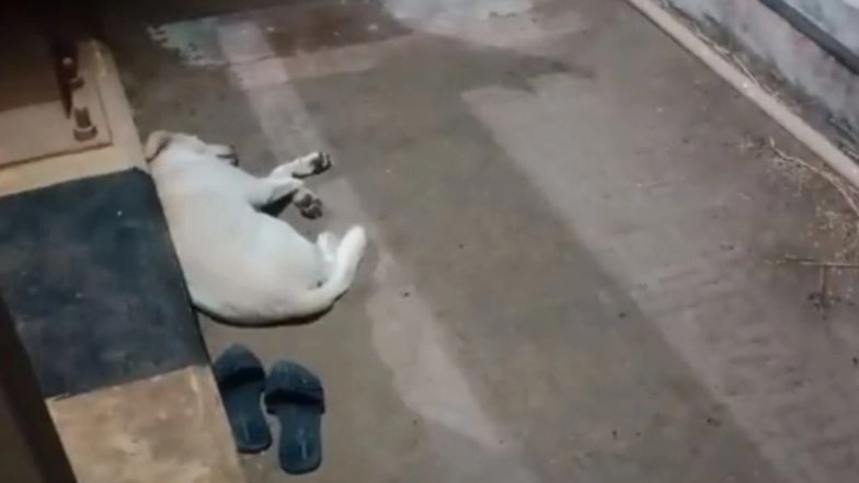 Dog Waits Near Owner’s Footwear After She Jumps Into Godavari in Andhra District