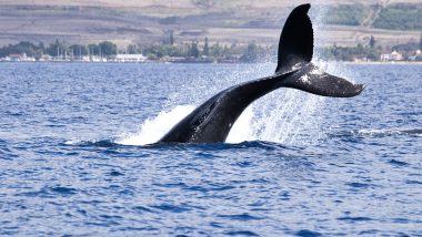 Windsurfer Gets Body-Slammed by Humpback Whale in Australia, Horrifying Clip Surface Online (Watch)