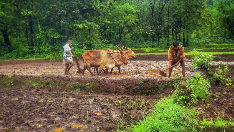 Farmers Suicide in Maharashtra: Marathwada Sees 483 Farmer Suicides Between January 1 and June 30 in 2023; Beed District Tops List