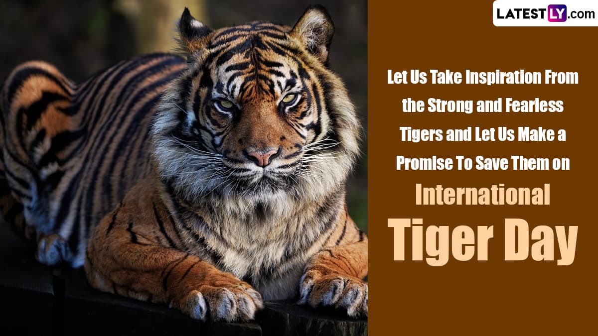 International Tiger Day 2023 Wishes Share These Quotes and Slogans To