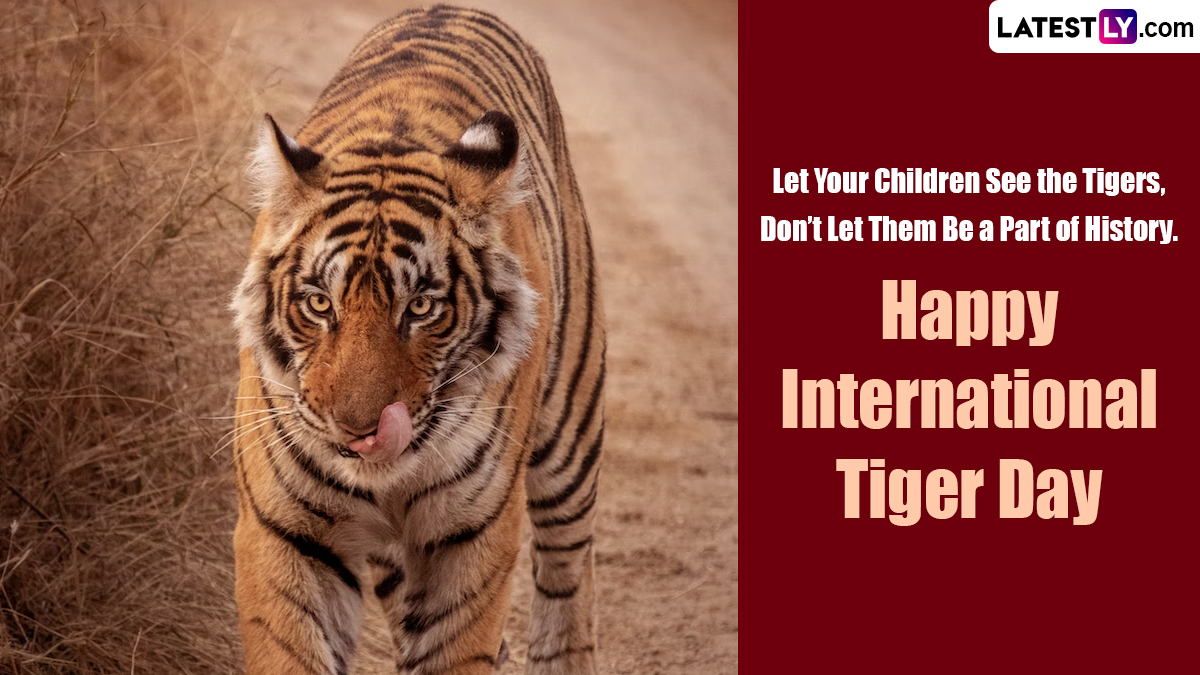 tiger football sayings