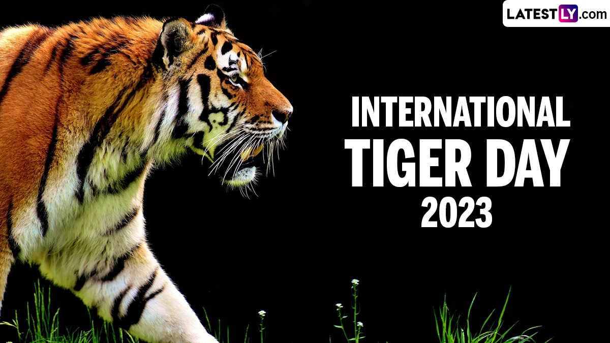 Festivals & Events News When Is International Tiger Day 2023? Know