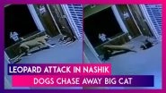 Leopard Attack: Big Cat Chased Away By Dogs Outside Home In Maharashtra&rsquo;s Nashik